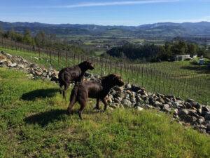 Vineyard Dogs